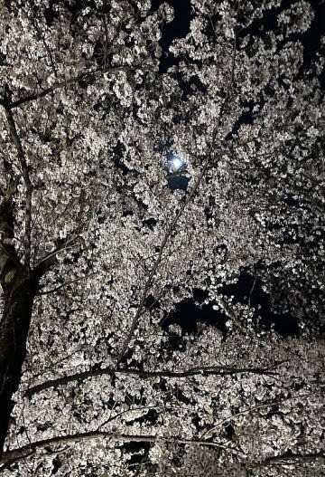 2023.4.1 ナットウ箱山(尾根歩き・イベント)