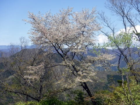 2023.4.16 二十六夜山(尾根歩き)