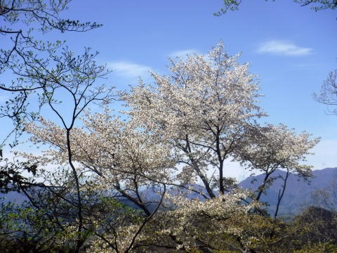 2023.4.16 二十六夜山(尾根歩き)