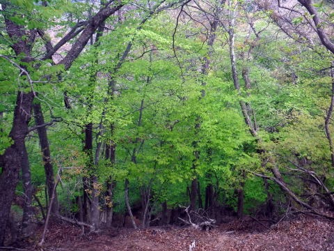 2023.4.16 二十六夜山(尾根歩き)