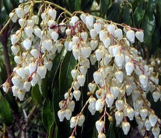 2023.4.23 天目山ハンギョウ尾根(尾根歩き)