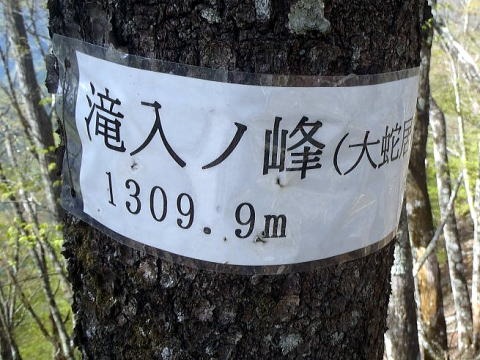 2023.4.23 天目山ハンギョウ尾根(尾根歩き)