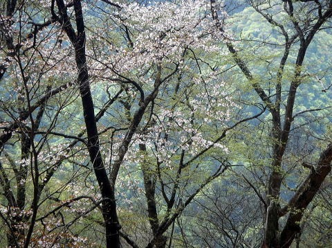 2023.4.23 天目山ハンギョウ尾根(尾根歩き)