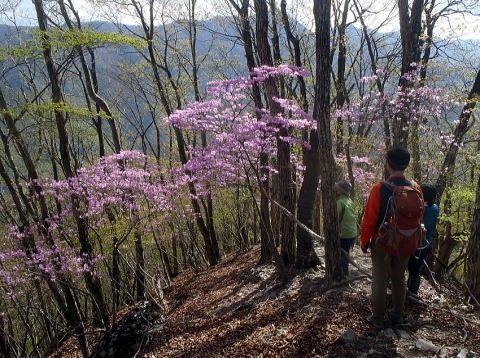 2023.4.23 天目山ハンギョウ尾根(尾根歩き)