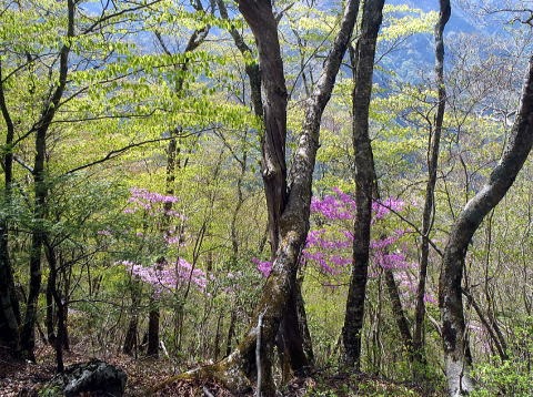 2023.4.23 天目山ハンギョウ尾根(尾根歩き)