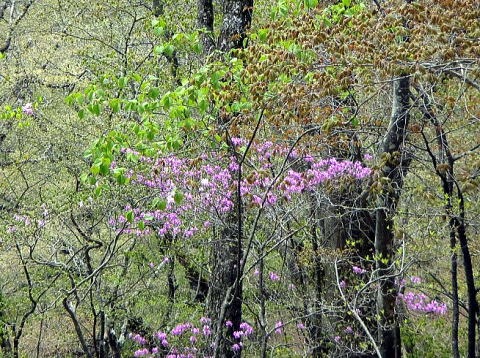 2023.4.23 天目山ハンギョウ尾根(尾根歩き)