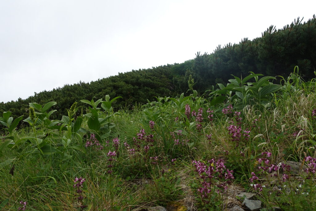 2026.7.26 仙丈ヶ岳(尾根歩き)